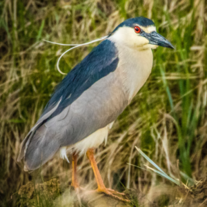 Walking-Mountains-Black-Crowned-Night-Heron-300x300