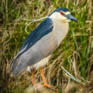 The Black Crowned Night Heron Bird Watching and Spotting