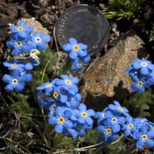 Walking-Mountains-Curious-Nature-Forget-Me-Not-Colorado-Wildflowers-300x300