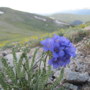 Walking-Mountains-Wildflower-Sky-Pilot-300x300