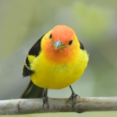 Warbler_400x400_1