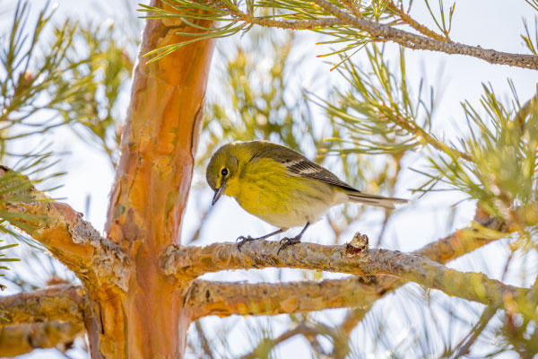 Warbler_600x400_1