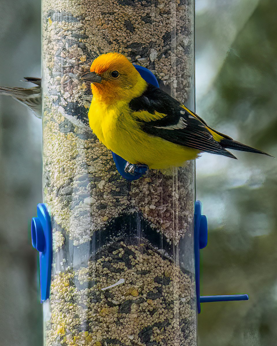 WesternTanager