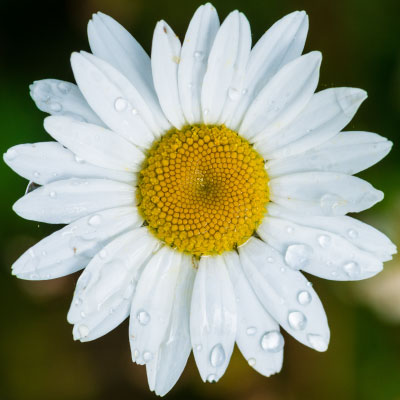 White Oxeye Daisy closeup_400x400