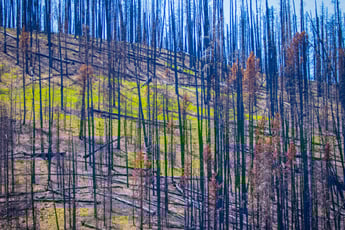 Efectos de Incendio Forestal