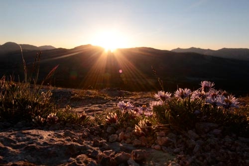 Wildflowers in Colorado and Vail on Shrine Mountain