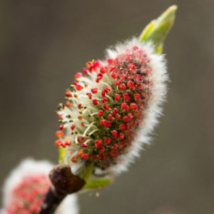 Willow-Catkin-Weeping-Willow