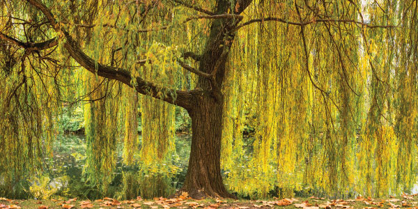 Willow_600x300