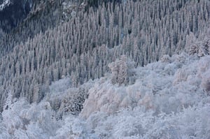Winter Pine Trees