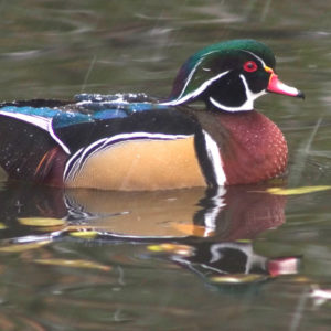 Wood-Duck-Rick-Spitzer-300x300