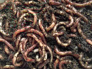 Earth Worms