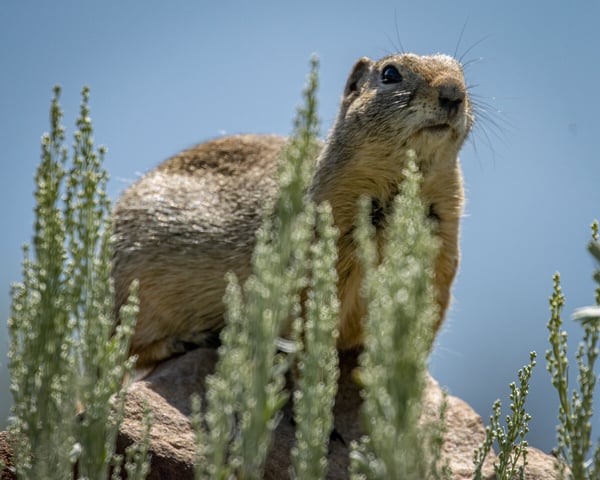 Wyoming Ground Squirrel