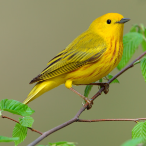 YELLOW-WARBLER-cn-300x300