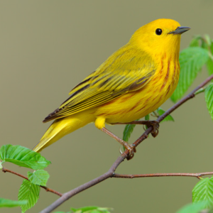 Spotting Yellow Warblers