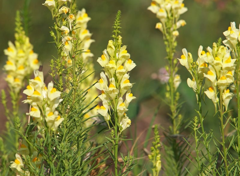 Yellow toadflax