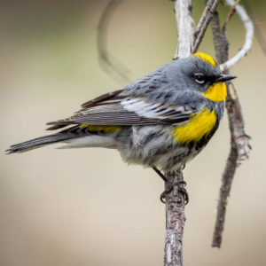 Yellow-Rumped-Warbler-Rick-Spitzer-300x300