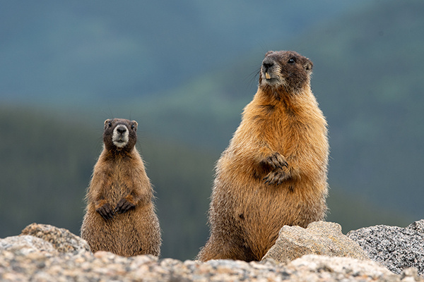 Yellow-bellied-marmots-colorado-web