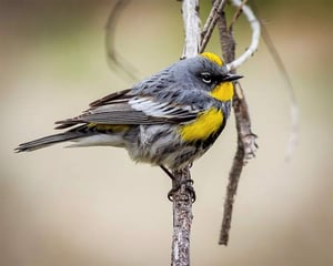 Yellow Rumped Warbler