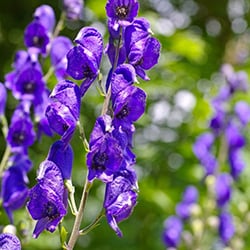 aconitum-monkshood-flower-174