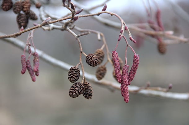 alder with catkins and cones in spring 