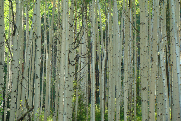 aspens-600x400