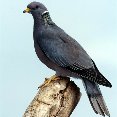 band-tailed-pigeon-(columba-fasciata)-(2)-400x400