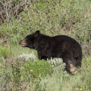 Black Bears in Colorado