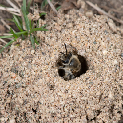 bee-in-hole-in-ground-400x400
