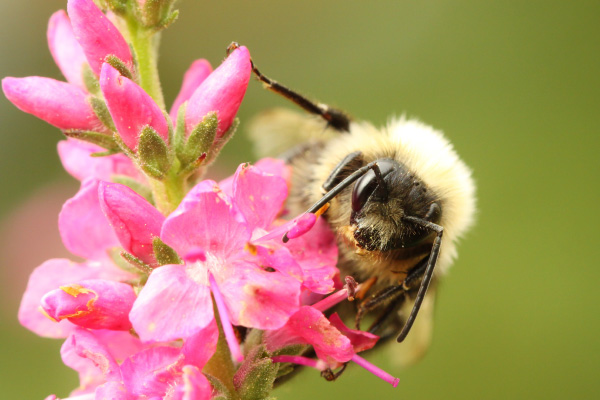 bee-on-flower-600x400