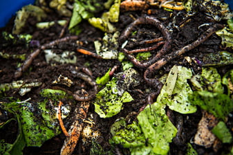 best-worm-composter-vermicomposting-colorado