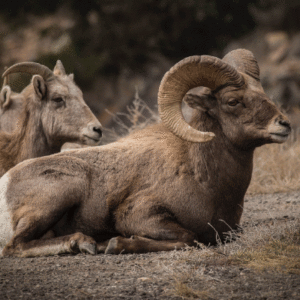 big horn sheep in colorado