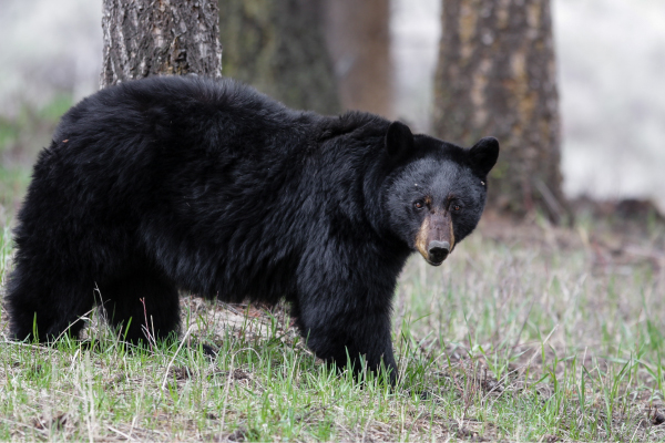 black-bear-600x400