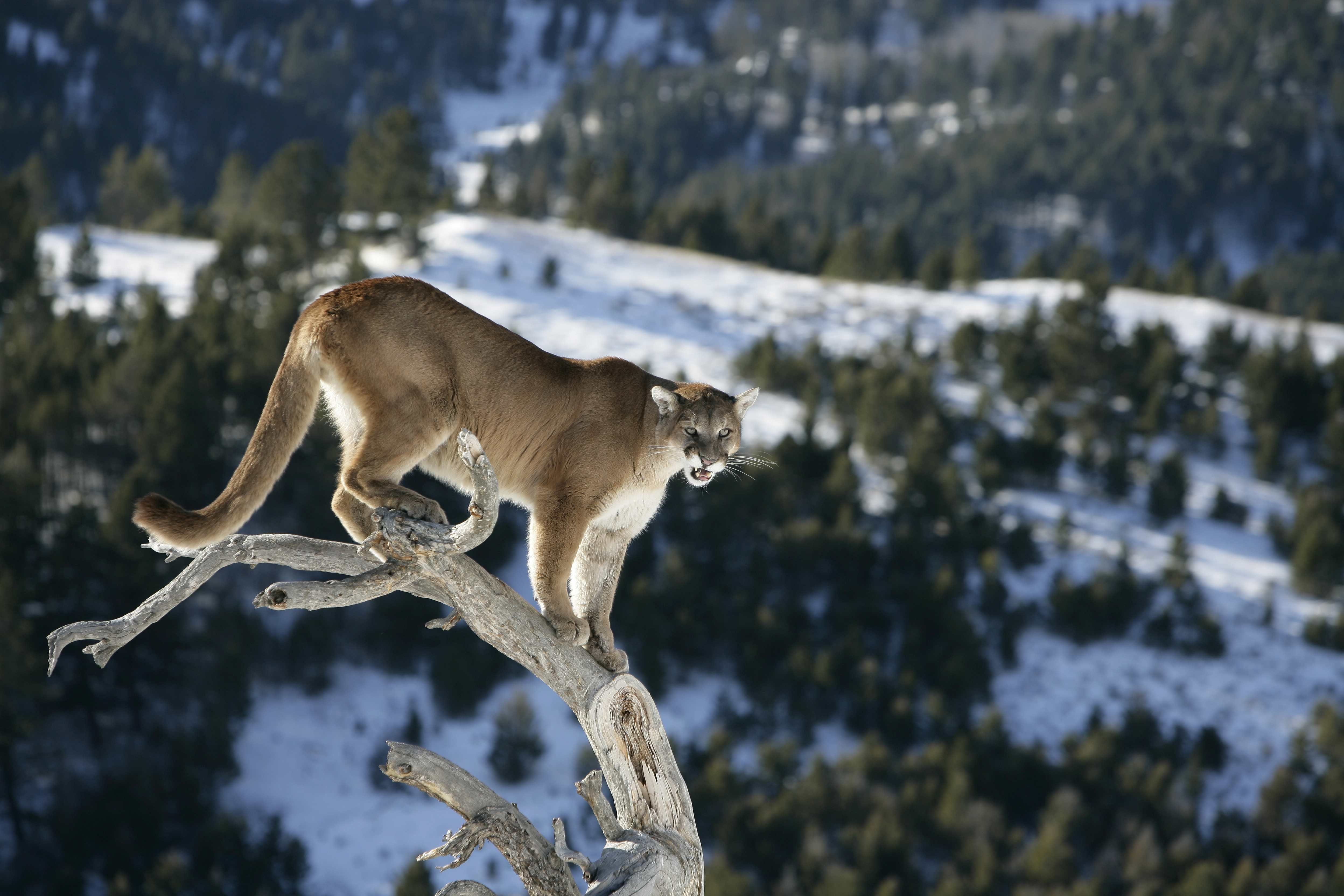 blog.mountain.lion