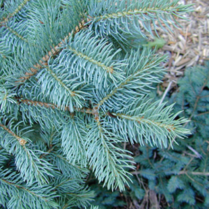 bluespruce-CN-300x300