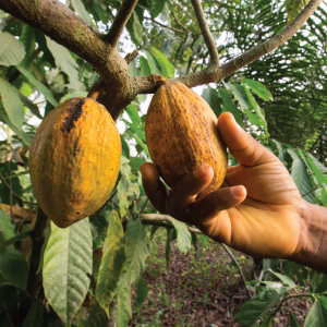 cacao-plant