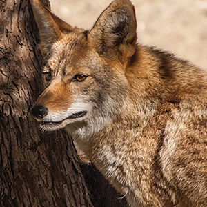 coyote