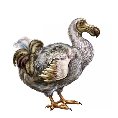 dodo-bird-(Raphus-cucullatus)-(2)-400x400