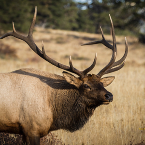 elk-WEB-300x300