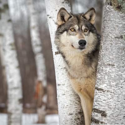 Mystery and History of the Gray Wolf in Colorado