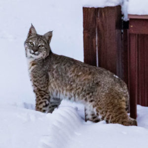 lynx in snow in colorado