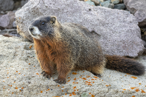 marmot-400x600