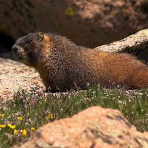 marmot-colorado-winter-survival