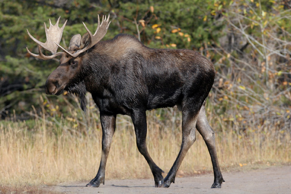 moose---600x400