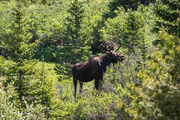 moose-2-600x400