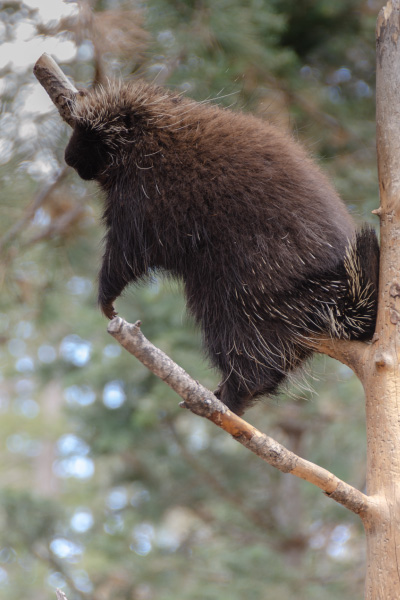 porcupine-sleeping-at-day-400x600