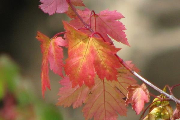 red-leaf-600x400