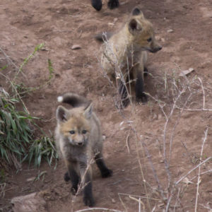 romantic foxes on valentines day