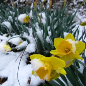 snow on flowers