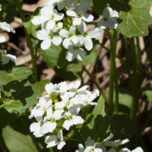 st patricks day cabbage