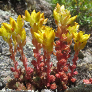stonecrop-WEB-300x300